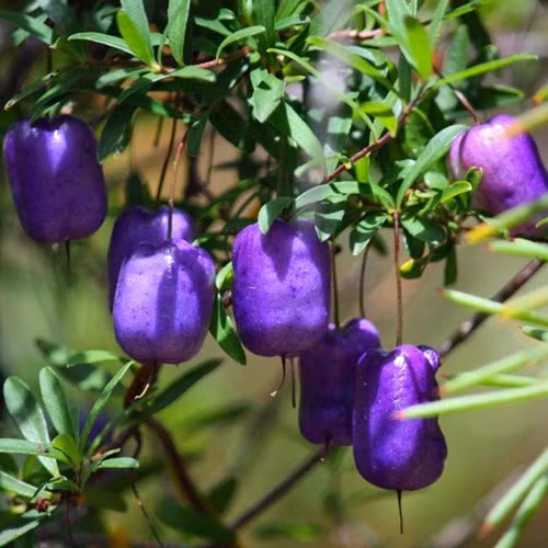 Giống táo màu tím, có hình dáng và màu sắc bắt mắt, là loại quả ăn được và có thể tìm thấy ở Australia và Tasmania.