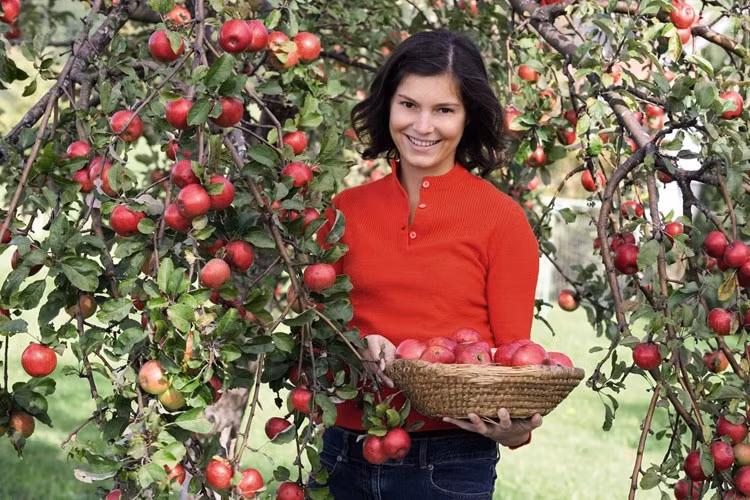 Giá giống táo ruột đỏ khá đắt, trên website của Sutton có gắn giá 12,95 bảng Anh/cây (tương đương hơn 400.000 đồng).