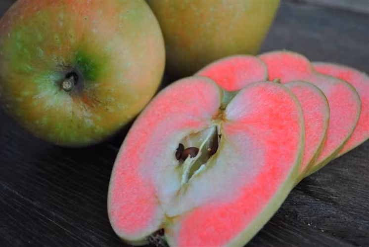 Trái với vỏ ngoài màu xanh vàng, lõi táo có màu hồng sẫm rất bắt mắt. Thịt táo rất giòn và hương vị chua ngọt khiến các bà nội trợ mê mẩn. Giống táo này ngoài để ăn trực tiếp còn được sử dụng làm bánh.