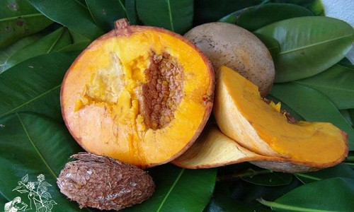 Trong số các loại hoa quả nhiệt đới được ưa thích, táo vàng được mê hơn cả vì mùi vị thơm ngọt và dễ chịu.