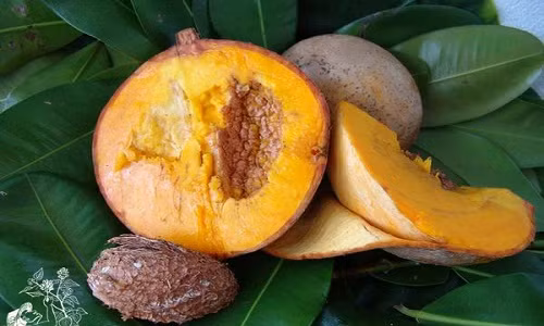 Trong số các loại hoa quả nhiệt đới được ưa thích, táo vàng được mê hơn cả vì mùi vị thơm ngọt và dễ chịu.