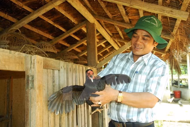 Gà re có hình dáng thấp, nhỏ và chân gà re có 2 màu chì và vàng; trọng lượng khi trưởng thành khoảng 1,2 kg/con.