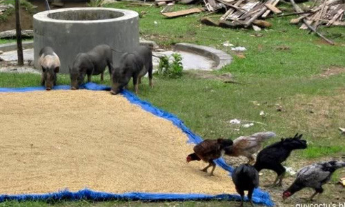 Giống gà Re có giá bán trên thị trường từ 200.000-250.000 đồng nên đem lại hiệu quả kinh tế cao.