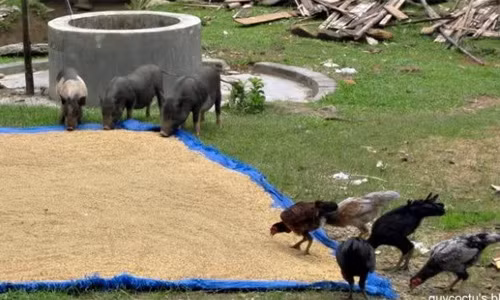 Giống gà Re có giá bán trên thị trường từ 200.000-250.000 đồng nên đem lại hiệu quả kinh tế cao.