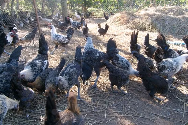 Giống gà này được nuôi khá đơn giản, chỉ cần cho ăn đúng bữa, giai đoạn gà nhỏ cho ăn cám, lớn cho ăn lúa rẫy, thường xuyên vệ sinh chuồng, tiêm ngừa định kỳ nên gà khỏe mạnh, phát triển rất nhanh.