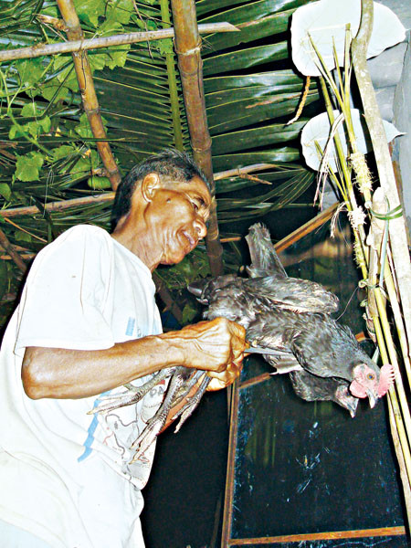 Gà re là vật không thể thiếu khi cúng Giàng của đồng bào. Trước đây, đồng bào Hre nuôi giống gà này chỉ để ăn, cúng bái và đãi khách. Thường thì nhà nào cũng có vài chục con.