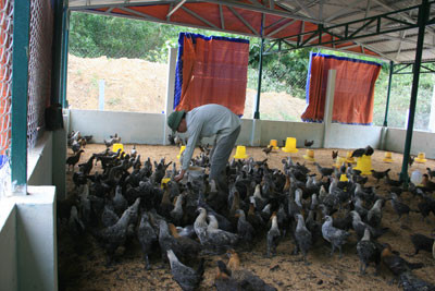 Tuy có gốc từ gà rừng, thế nhưng bộ lông của gà re không sặc sỡ, mà chỉ có 3 màu: Đen, trắng ngà và nổ (đen xen trắng).