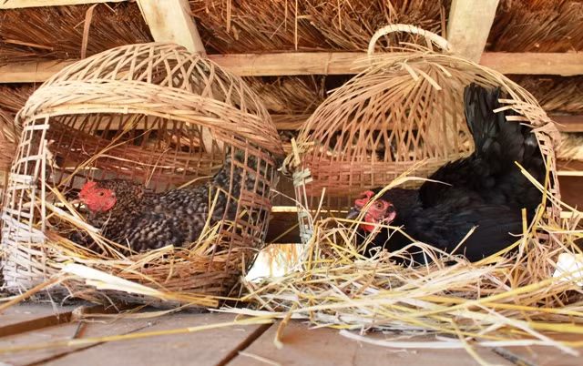 Giống gà quý này có thời gian nuôi lâu, từ 7- 12 tháng mới ăn thịt, lâu hơn so với 5-6 tháng của gà bình thường.