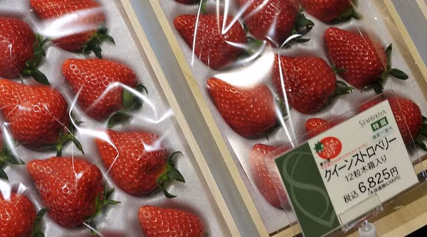 Dâu tây Nữ hoàng Sembikiya (85 USD/hộp): Được đặt tên theo một cửa hàng trái cây sang trọng ở Tokyo (Nhật), mỗi hộp gồm 12 quả dâu tây được lựa chọn cẩn thận bằng tay và có kích cỡ giống hệt nhau. Với giá khoảng 85 USD/hộp (1,8 triệu đồng), cửa hàng trái cây nói trên đã bạn được ít nhất 50 hộp dâu tây Nữ hoàng Sembikiya mỗi ngày.