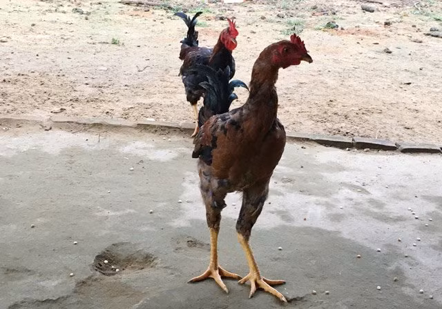 Ngo nghinh cap ga trong duoi venh thang len troi-Hinh-4