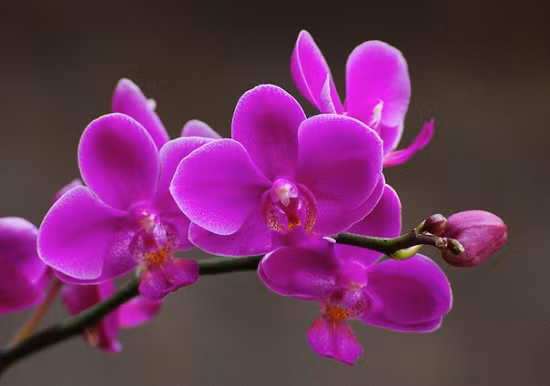 4. Hoa lan: Lan là một loài hoa đẹp, được nhiều người ưa chuộng mỗi dịp Tết đến, xuân về. Tuy nhiên, hoa lan có giá không hề rẻ và thậm chí là có nhiều loại. Mỗi loại mang một đặc trưng riêng. Tuy nhiên, theo ông Hoàng, các loại hoa lan hầu hết đều phù hợp với những người tuổi Dần, Tuất.