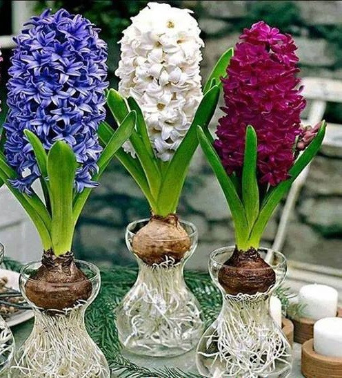 Theo ông Hoàng, hoa tiên ông năm Đinh Dậu phù hợp với những người tuổi Thìn. Ngoài ra, loài hoa này cũng hợp với những người tuổi Tý, Thân, Hợi và Mão.