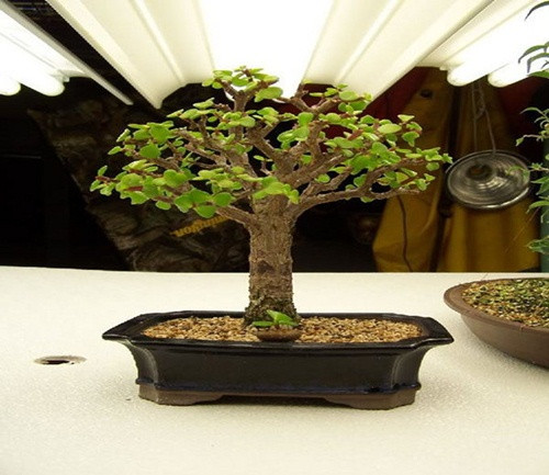 Cây bonsai: Theo quan niệm phong thủy của Ấn Độ, cây bonsai là loại cây xui xẻo, không may mắn không nên trồng hay đặt trong vườn nhà.