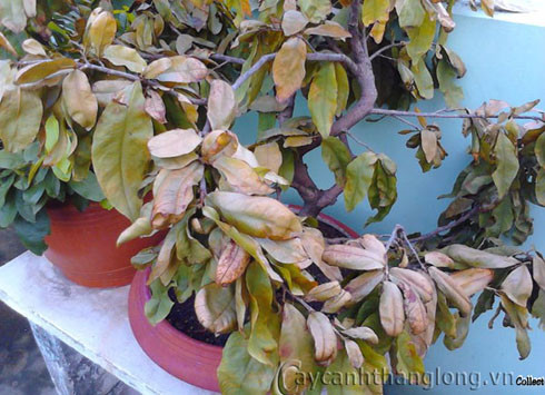 Bởi những cây này biểu thị cho sự chết chóc, không có sự sống, mang lại không khí ảm đạm cho ngôi nhà của bạn.