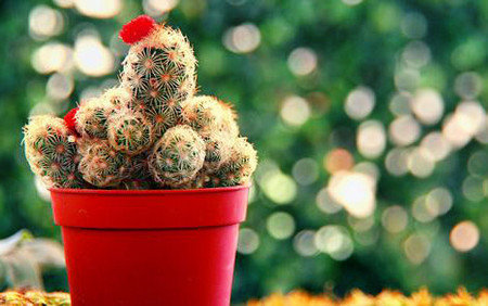 Tuy nhiên, xương rồng là loại cây thuộc họ hàng nhà cây trồng có gai. Những loại cây trồng có gai ít nhiều đều mang điểm gở đến cho gia chủ nên thường được khuyên không nên mang về trồng trong vườn nhà.