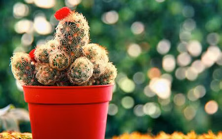 Tuy nhiên, xương rồng là loại cây thuộc họ hàng nhà cây trồng có gai. Những loại cây trồng có gai ít nhiều đều mang điểm gở đến cho gia chủ nên thường được khuyên không nên mang về trồng trong vườn nhà.