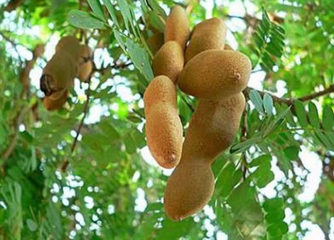 Do đó, tốt nhất là không nên trồng hai loại cây này trong vườn nhà để tránh tạo điều kiện cho những linh hồn đó tới và ẩn nấp, gây hại cho gia chủ.