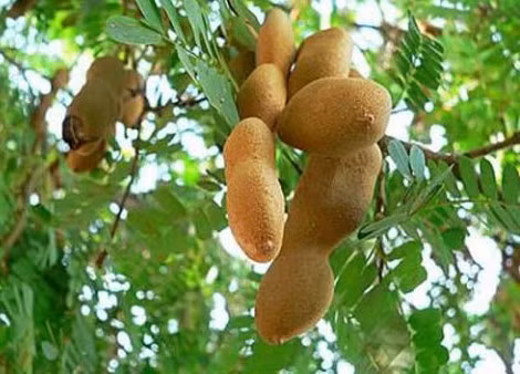 Do đó, tốt nhất là không nên trồng hai loại cây này trong vườn nhà để tránh tạo điều kiện cho những linh hồn đó tới và ẩn nấp, gây hại cho gia chủ.