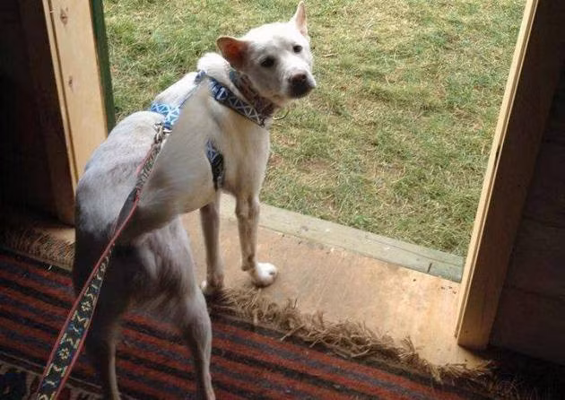 Chuyen chu cho duoc giai thoat khoi quan nhau Ha Noi-Hinh-4