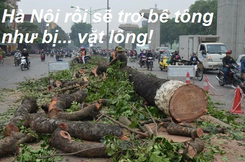 Hình ảnh những con đường vốn rợp bóng cây xanh ở Hà Nội trơ bê tông vì cây cối bị chặt được dân mạng truyền tay nhau, kèm theo vô số dòng viết thể hiện nỗi lòng thương cây.