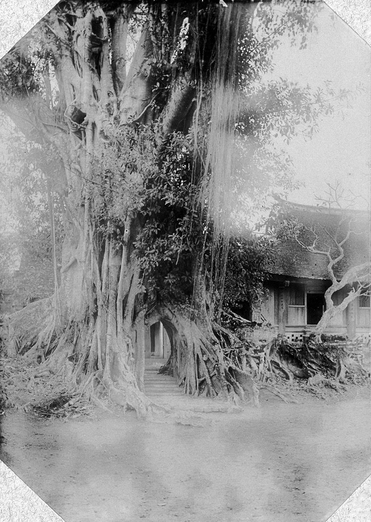 Cây đa ở cổ thụ trước cổng am Mỵ Châu trong thành Cổ Loa, Đông Anh, Hà Nội năm 1905.