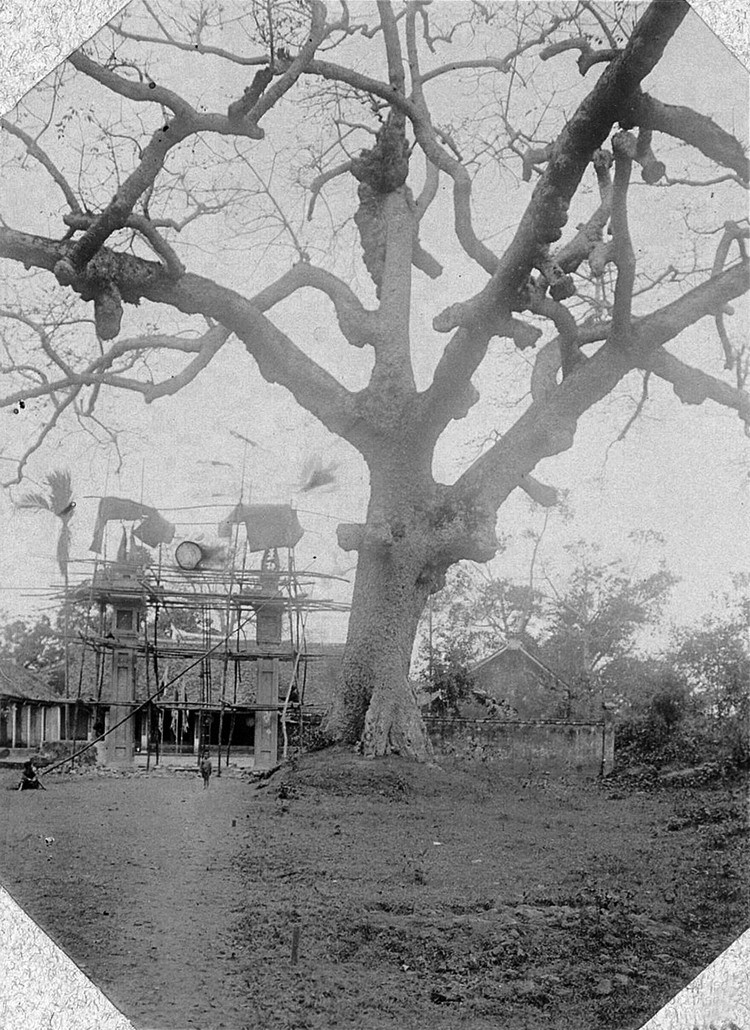 Cây xoài cổ thụ gần Hồ Tây ở Hà Nội.