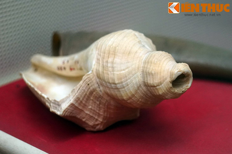 Tù và bằng ốc biển, tự vệ thôn Lũng Xuyên, huyện Duy Tiên, tỉnh Hà Nam sử dụng để báo động khi có giặc đến vây bắt cơ sở cách mạng những năm 1930 - 1931.