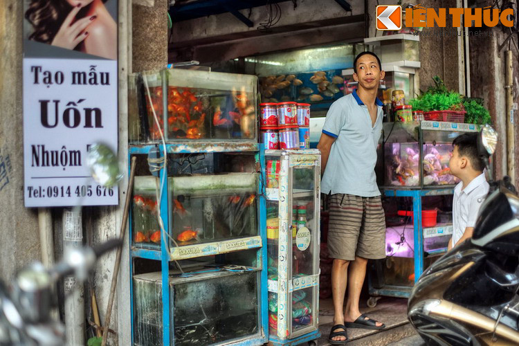 Mặt hàng đặc trưng khiến nhiều người nhớ đến phố Hàng Đậu là cá cảnh. Dọc phố có trên dưới chục cửa hàng bán đủ loại cá cảnh, cây thủy sinh, bể kính và phụ kiện... tạo nên một khung cảnh rất sinh động.