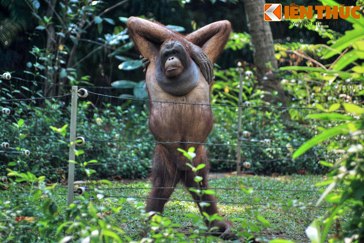 Vị trí của quán: Gần chuồng đười ươi của Thảo Cầm Viên Sài Gòn.