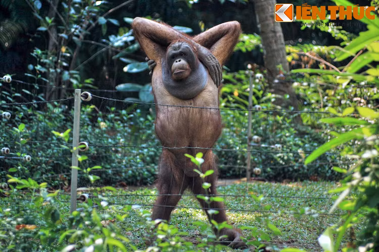 Vị trí của quán: Gần chuồng đười ươi của Thảo Cầm Viên Sài Gòn.