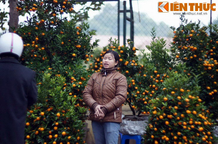 Đầu tiên, theo quan niệm của người xưa, từ “quất” trong tiếng Hán phát âm lên gần như từ “cát” trong cụm “cát tường”, cho nên cây quất thường đi liền với ý nghĩa phước lộc và may mắn.