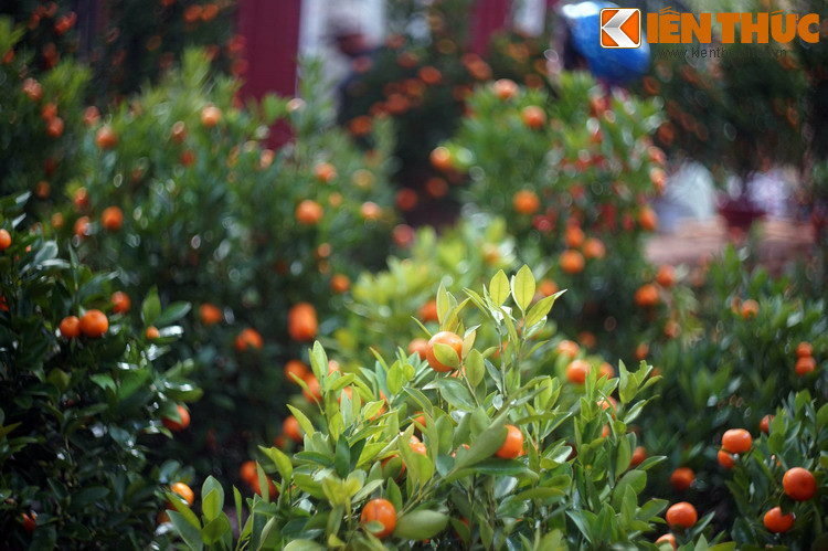 Loài cây này cũng có rất nhiều lộc non mới nhú vào mùa xuân, mang ý nghĩa tài lộc dồi dào cho năm mới.