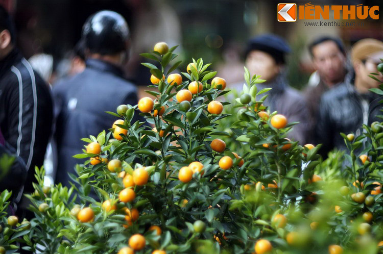 Cây quất là một biểu tượng truyền thống trong ngày Tết cổ truyền Việt Nam. Nhưng ít ai biết được ý nghĩa sâu xa của việc trưng cây quất vào ngày Tết.