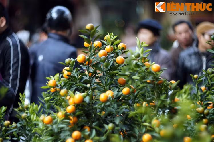 Vi sao nguoi Viet choi quat ngay Tet de chieu tai goi loc, cau may man?