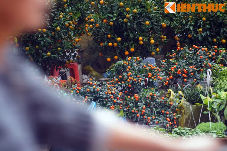 Cũng theo quan niệm truyền thống Á Đông, màu đỏ và vàng cam là màu của may mắn và hạnh phúc ngày năm mới. Đó cũng là màu của những trái quất chín mỗi độ xuân về.