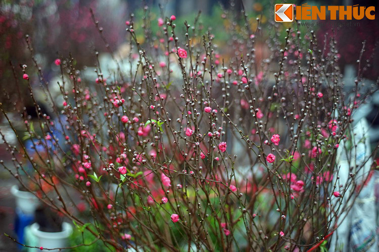 Đây là nơi quy tụ quất và đào từ các làng Quảng Bá, Nhật Tân, Nghi Tàm, và các thứ hoa Tết như thược dược, lay ơn, hoa cúc, hải đường... của hai làng hoa nổi tiếng Hà Nội là Ngọc Hà và Hữu Tiệp.
