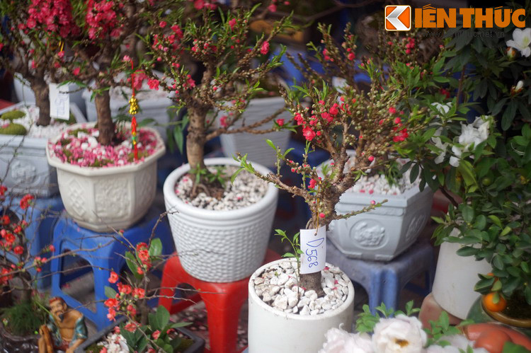 Dù đã biến đổi rất nhiều, nhưng chợ hoa Hàng Lược vẫn còn đó những giá trị trường tồn cùng thời gian, đó là cái không khí vui tươi, háo hức, tràn ngập sức sống mỗi độ Tết đến xuân về.