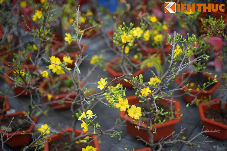 Số lượng, chủng loại hoa được bày bán cũng nhiều hơn, không chỉ là hoa trồng ở vùng ven Hà Nội mà còn có nhiều loài hoa được đưa đến từ nơi xa như miền Nam, thậm chí là nhập khẩu từ nước ngoài.