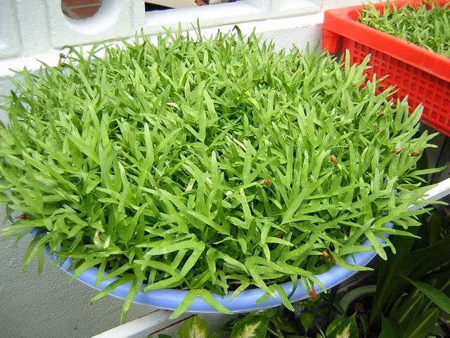 Rau mầm là một loại thực phẩm dễ trồng, nhanh thu hoặc và đặc biệt thích hợp với những hộ gia đình có không gian hạn chế. 