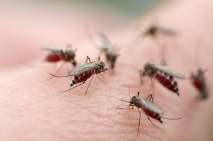 Vòng đời của muỗi Aedes aegypti thường kéo dài từ khoảng 2 tuần đến 4 tuần phụ thuộc vào môi trường và điều kiện tự nhiên. Muỗi Aedes aegypti rất dễ thích nghi với các điều kiện sống và có khả năng sinh tồn rất tốt. Nó có thể tồn tại và sinh sản tốt trong mùa lạnh của Ai Cập và Tây Ban Nha. 