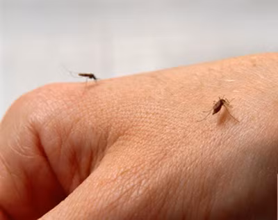 Muỗi Aedes aegypti thường sống quanh quẩn trong các khu dân cư. Với tập tính sinh hoạt này, Aedes aegypti có thể lây truyền các bệnh một cách rất nhanh chóng.