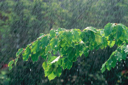 Theo một nghiên cứu tại Parque des Dunas de Natal, Brazil, muỗi Aedes aegypti sinh sản nhanh nhất vào tháng Hai, tháng Sáu và tháng Chín. 