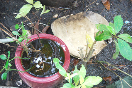 Loài muỗi này sinh sản nhanh nếu có nhiều vũng nước đọng để đẻ trứng.