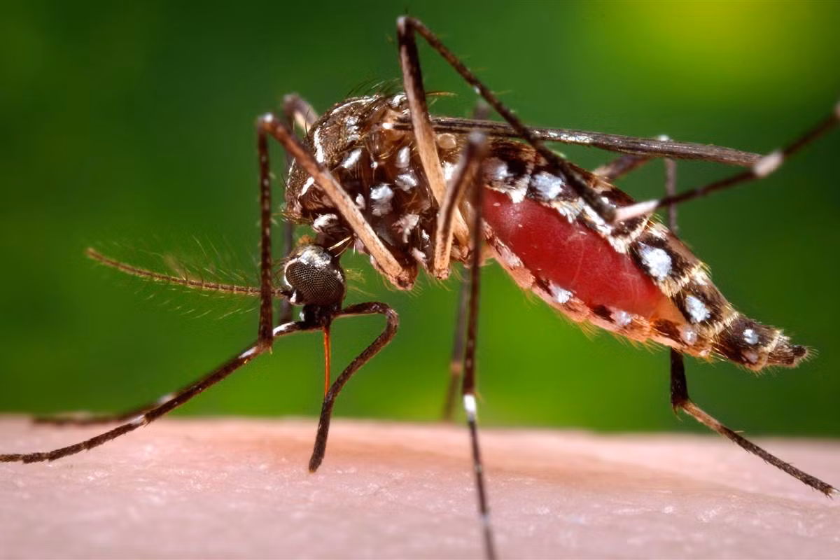 Nhung dieu can biet ve loai muoi truyen virus Zika