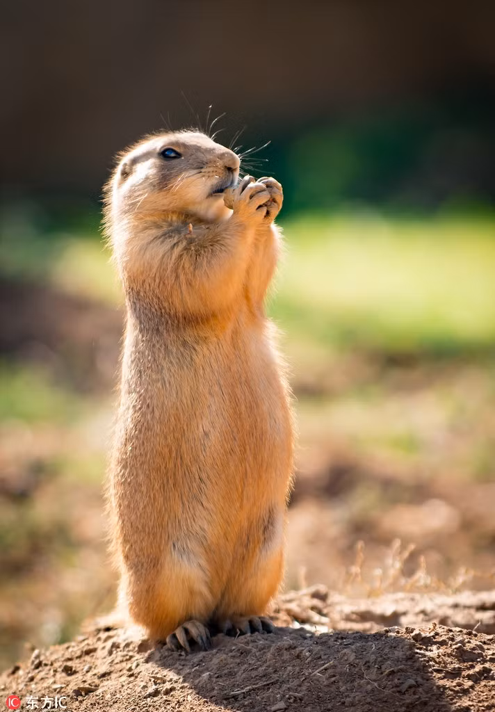 Theo một nghiên cứu mới đây, cầy thảo nguyên có khả năng mô tả như con người. Chúng có thể dùng một chuỗi ngôn ngữ phức tạp để miêu tả tỉ mỉ hình dáng, béo, gầy, màu sắc áo, quần con người mà chúng nhìn thấy tới đồng loại. Do vậy, có thể nói, cầy thảo nguyên là loài động vật gặm nhấm thông minh, giống con người nhất. (Nguồn Sina)