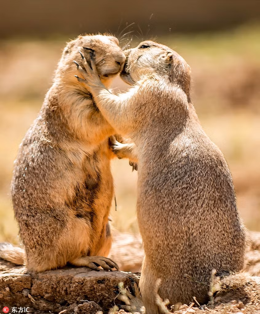 Mỗi khi gặp mặt, chúng thường thể hiện tình cảm với nhau thông qua những cử chỉ vô cùng thân mật. Thoạt nhìn, nhìn những đôi cầy thảo nguyên chẳng khác nào đang yêu đương, trao nhau những nụ hôn bỏng cháy. (Nguồn Sina)