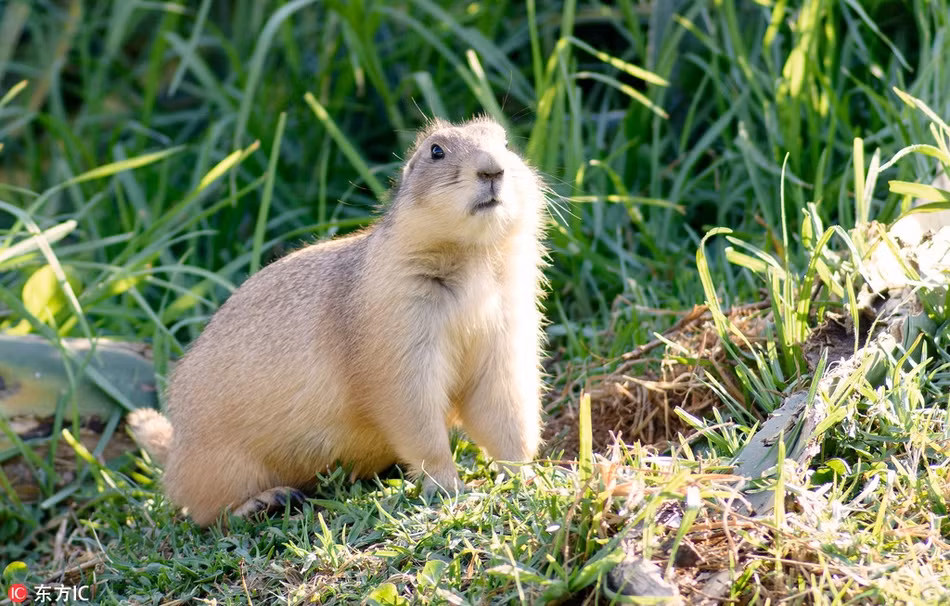 Chúng thường sử dụng nhiều âm, tiếng khác nhau để miêu tả cụ thể sự vật, sự việc trong mỗi hoàn cảnh khác nhau. (Nguồn Sina)