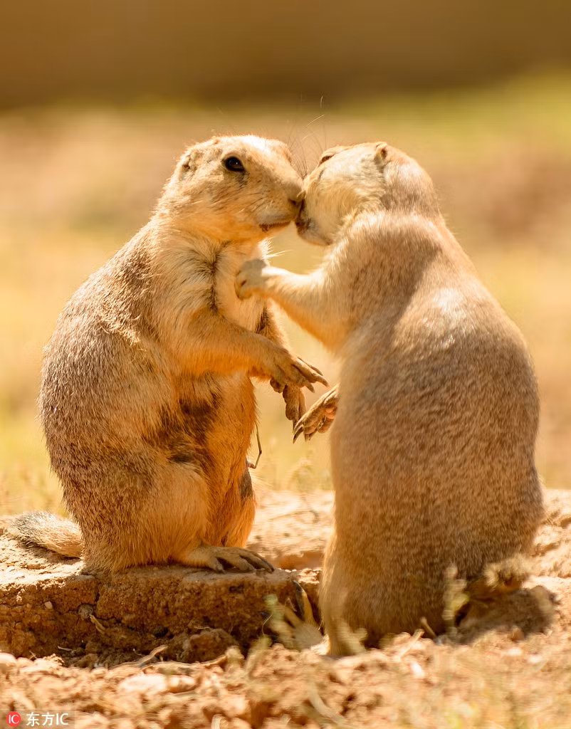 Tuy vậy, theo các nhà nghiên cứu, cầy thảo nguyên cũng có cử chỉ chào hỏi xã giao bằng cách chạm mũi, áp đầu và va vào răng cửa của nhau. (Nguồn Sina)