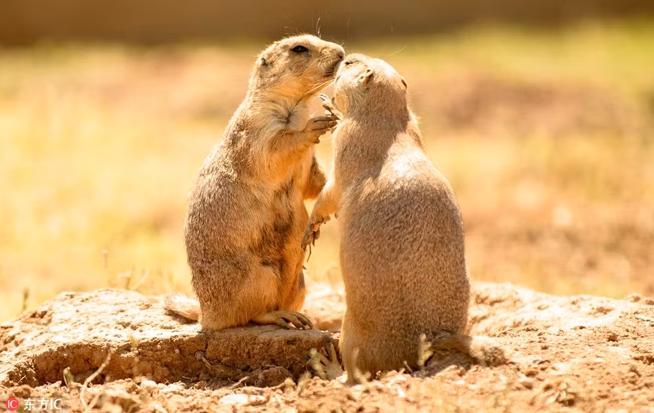 Được đánh giá là loài động vật thông minh, cầy thảo nguyên sinh sống theo đàn, có những đàn đông lên tới hàng trăm thành viên. Khi đàn quá đông, chúng chia thành các nhóm, đàn nhỏ hơn nữa. Hành vi của chúng chẳng khác gì con người. (Nguồn Sina)