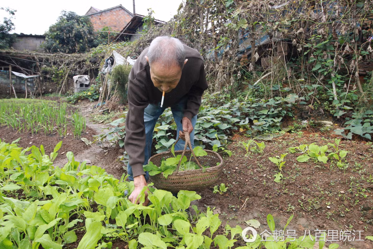 Bên cạnh việc chăm sóc vợ già bị liệt, ông Vinh vẫn cố gắng làm nông để kiếm thêm thu nhập, không để bản thân rảnh rỗi, nghỉ ngơi.